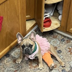 Little Veterinary Services - This is the last time I saw my baby