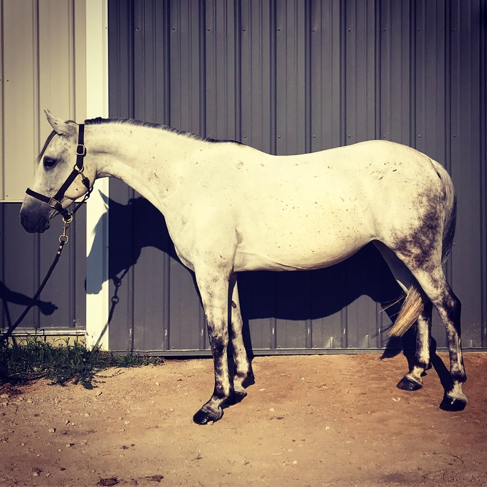 Ever After Equestrian - equestrian in Minooka, IL