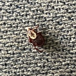 Wildwood Native Park - Dog tick I found on my collar