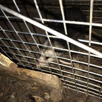 All Animal Prevention & Solutions - Another opossum. - Wildlife Control Near Me All Animal Prevention & Solutions - Another opossum. - Wildlife Control Near Me