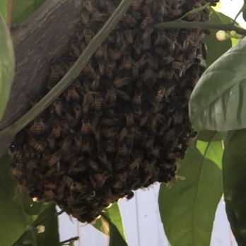 Affordable Bee Services - Pest Control Near Me - Riverside, California Affordable Bee Services - Pest Control Near Me - Riverside, California