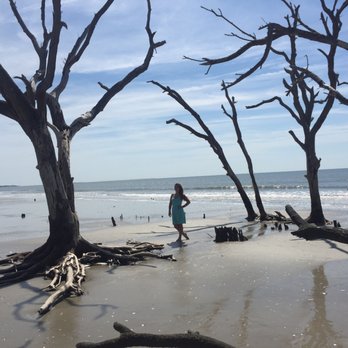 Botany Bay Plantation - These skeleton trees are amazing. - Parks Near Me - Edisto Island, South Carolina