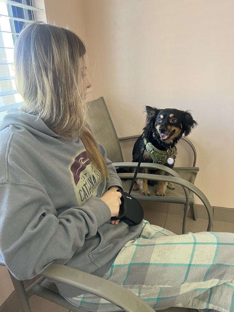 ALLEN ROAD PET HOSPITAL 52 Reviews Pet Sitting 2500 Allen Rd, Bakersfield, CA Phone