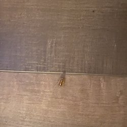 Sanford Inn - One of the many cockroaches that shared our room