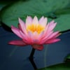 Intuitive Touch Massage Therapy gift card