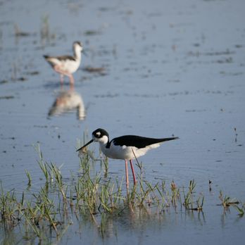 Merced National Wildlife Refuge - Someone caught a yummy dinner! - Parks Near Me - Merced, California Merced National Wildlife Refuge - Someone caught a yummy dinner! - Parks Near Me - Merced, California