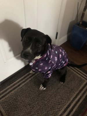 Grateful Dog Daycare