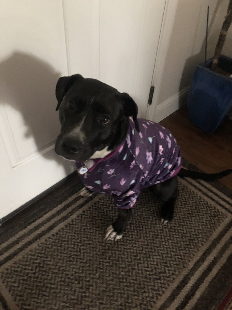 GRATEFUL DOG DAYCARE Updated August 2024 52 Photos & 182 Reviews 430 17th St, Sacramento