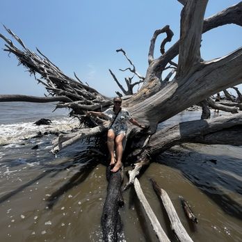Driftwood Beach - Beaches Near Me - Jekyll Island, Georgia Driftwood Beach - Beaches Near Me - Jekyll Island, Georgia