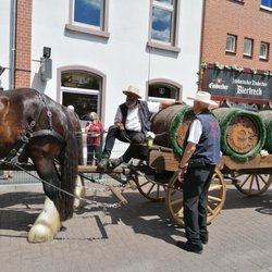 Einbecker Brauhaus - Historische Bierkutsche nach der Ankunft auf dem Brauereigelände .