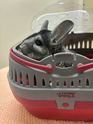 Photo of Long Beach Animal Hospital - Long Beach, CA, US.