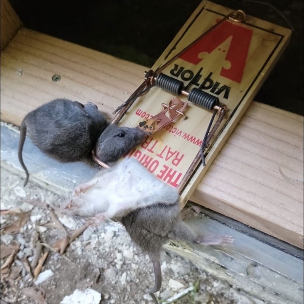 360 Rodent Control - Pest Control Near Me