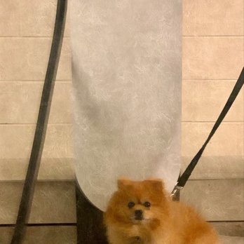 Tesla Supercharger - When doggo tags along on the ride to the chargers - EV Charging Stations Near Me - Glendale, California Tesla Supercharger - When doggo tags along on the ride to the chargers - EV Charging Stations Near Me - Glendale, California
