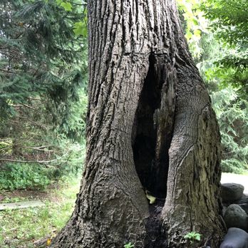 Pine Hill Tree Service - Tree Services Near Me - Mahwah, New Jersey Pine Hill Tree Service - Tree Services Near Me - Mahwah, New Jersey