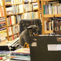 Simon's Winthrop Bookstore - A cat on the desk