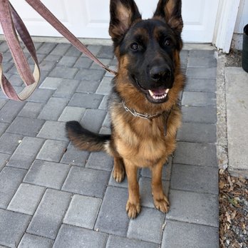 Nadelhaus German Shepherds - Sheba - Pet Breeders Near Me - Corning, California Nadelhaus German Shepherds - Sheba - Pet Breeders Near Me - Corning, California
