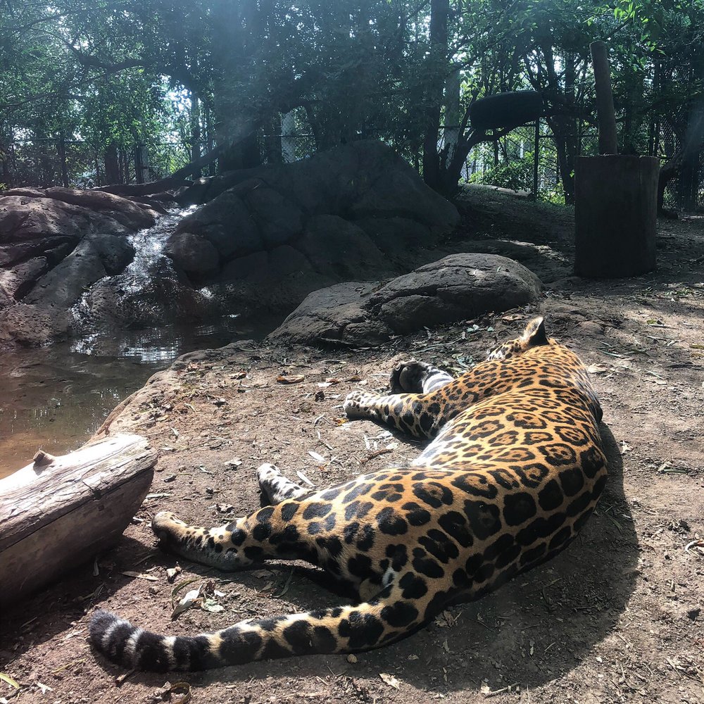 Chattanooga Zoo At Warner Park - Jaguar! - Amusement Parks Near Me - Chattanooga, Tennessee