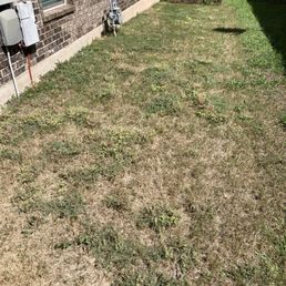 Reel brown grass and weeds.