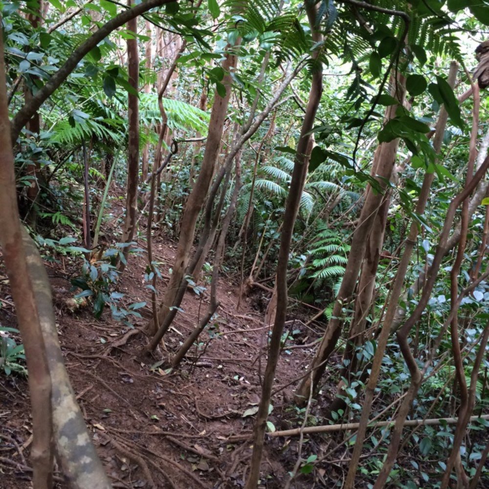 Lulumahu Falls - Muddy "trails" - Hiking Near Me - Honolulu, Hawaii Lulumahu Falls - Muddy "trails" - Hiking Near Me - Honolulu, Hawaii
