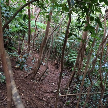 Lulumahu Falls - Muddy "trails" - Hiking Near Me - Honolulu, Hawaii