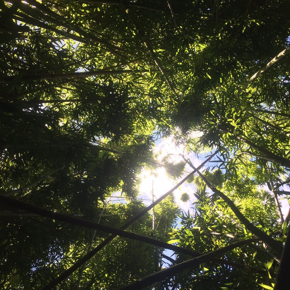 Lulumahu Falls - Inside the bamboo forest - Hiking Near Me - Honolulu, Hawaii Lulumahu Falls - Inside the bamboo forest - Hiking Near Me - Honolulu, Hawaii
