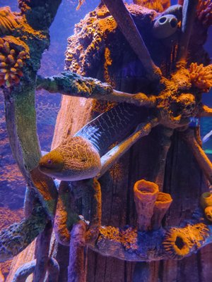 SEA LIFE San Antonio by null