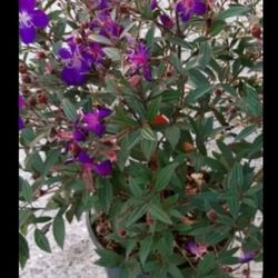 Feger's Nursery - Dwarf tibouchina