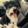 Photo of Shaggy Dog
