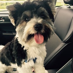 Shaggy Dog - Biewer Yorkshire terrier