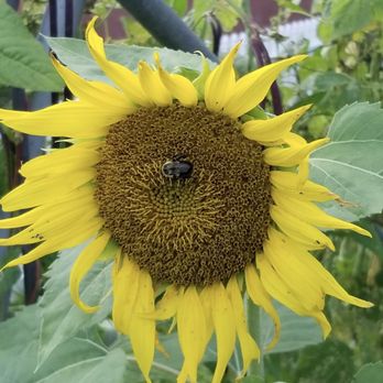 Deauville Farm - a bee on a sunflower - Fruits & Veggies Near Me - Basye, Virginia Deauville Farm - a bee on a sunflower - Fruits & Veggies Near Me - Basye, Virginia