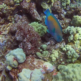 Dive Maui - Scuba Diving Near Me - Lahaina, Hawaii Dive Maui - Scuba Diving Near Me - Lahaina, Hawaii