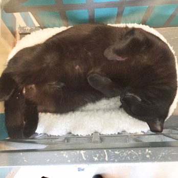 Cat Town - Animal Shelters Near Me - Oakland, California Cat Town - Animal Shelters Near Me - Oakland, California
