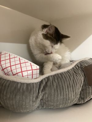 Best Friends Pet Adoption Center by null