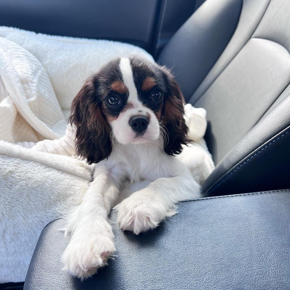 Cavalier Companions - And paws - Pet Breeders Near Me