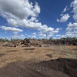 Stumped Tree Service - Do you need a tree removed?