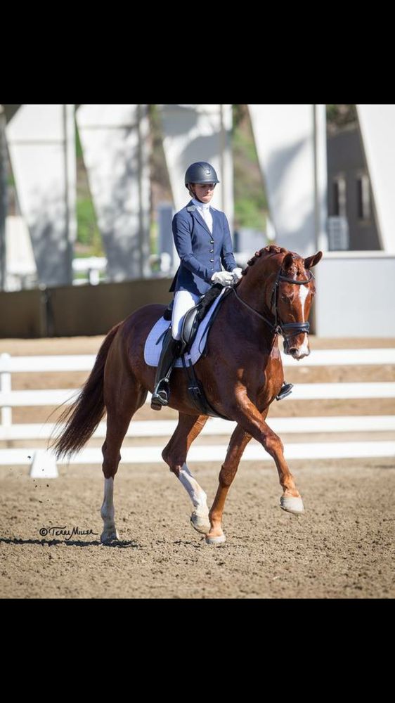 Marie Medosi Dressage Logo