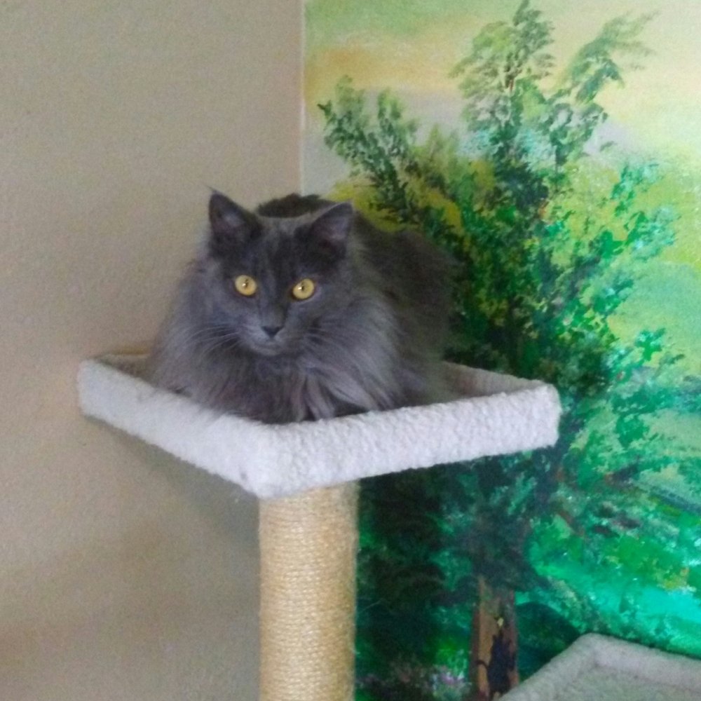HART - Meet Van Gough! Very fluffy grey kitty, who is such a kind soul. His brother Monet is a black kitty with very expressive eyes! - Animal Shelters Near Me - Cambria, California