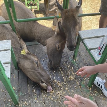 Amber Elk Ranch - Feeding the elk - Gift Shops Near Me - Ludington, Michigan