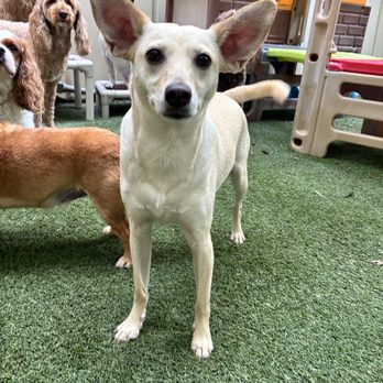 All About Pets - Myalls - Pet Stores Near Me - Hilton Head Island, South Carolina All About Pets - Myalls - Pet Stores Near Me - Hilton Head Island, South Carolina