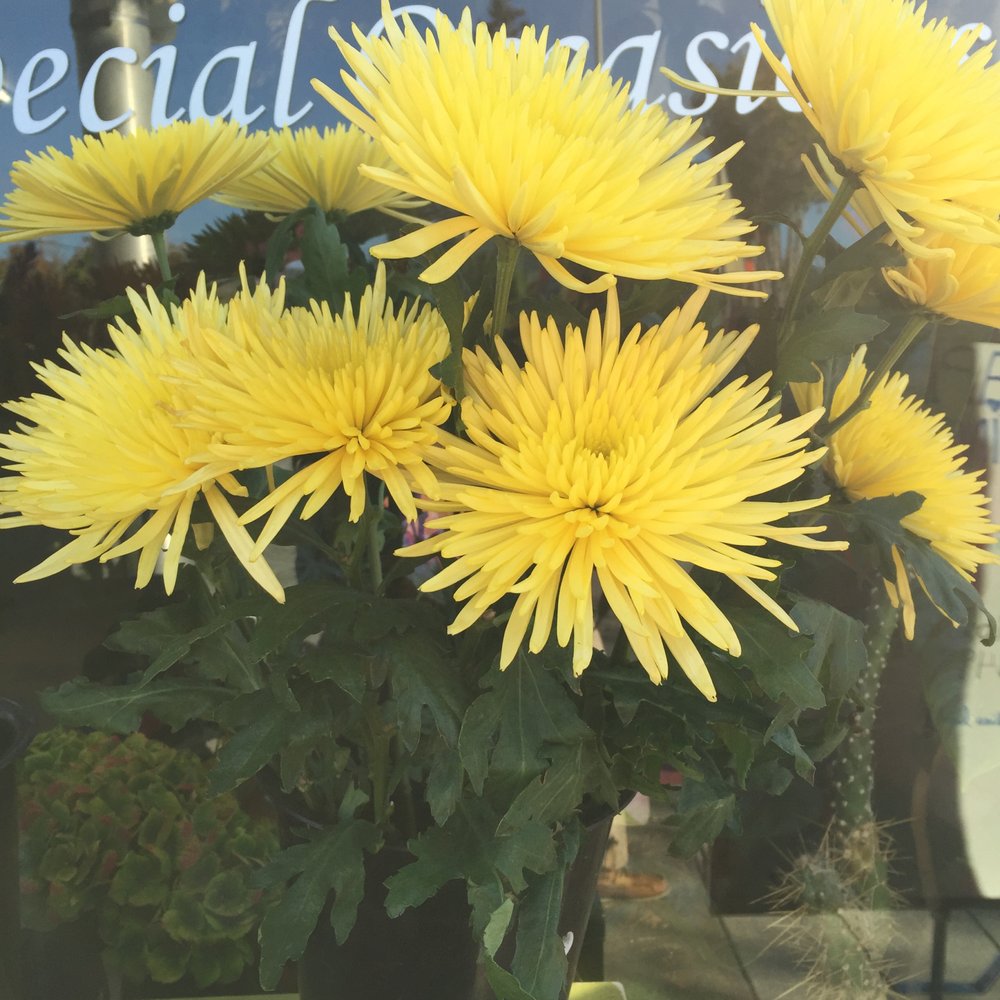 La Vie en Rose - Florists Near Me - Albany, California La Vie en Rose - Florists Near Me - Albany, California
