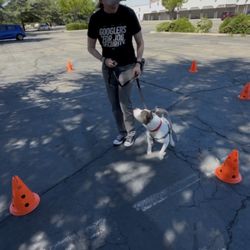 Out Of The Bark - Working on focus and leash handling in a mildly busy parking lot.