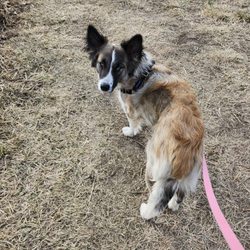 Starla available for adoption 3-6-24