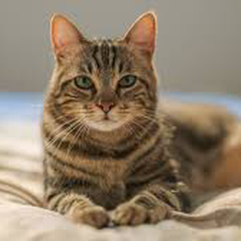 Tri-Valley Errands - Pet Sitting Near Me