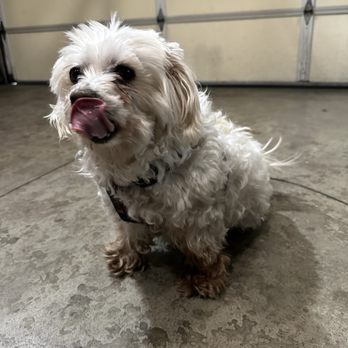Dog Wash Pros - This was how my dog looked like before Cesar made him hamdsome again - Pet Groomers Near Me