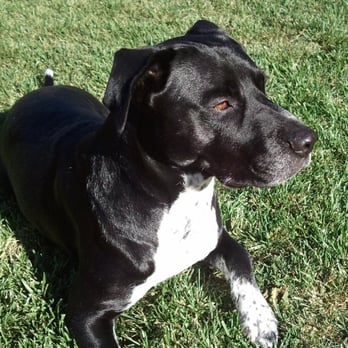 K9 Clan Dog Training - Shadow - Pet Training Near Me