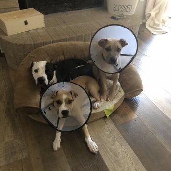 Decatur Veterinary Clinic - Veterinarians Near Me - Decatur, Texas Decatur Veterinary Clinic - Veterinarians Near Me - Decatur, Texas