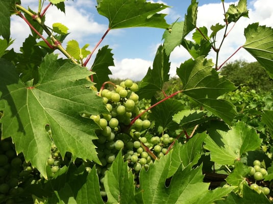 Parley Lake Winery by null