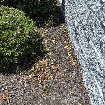 Sparta Lawn Care - Mess they left behind on bushes I asked them not to trim as the hack them up - Lawn Services Near Me - Columbia, South Carolina Sparta Lawn Care - Mess they left behind on bushes I asked them not to trim as the hack them up - Lawn Services Near Me - Columbia, South Carolina