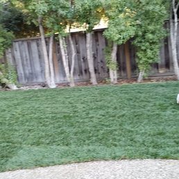 Dog-approved new lawn Dog-approved new lawn