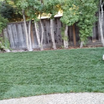 IG Landscapes - Dog-approved new lawn - Landscaping Near Me IG Landscapes - Dog-approved new lawn - Landscaping Near Me